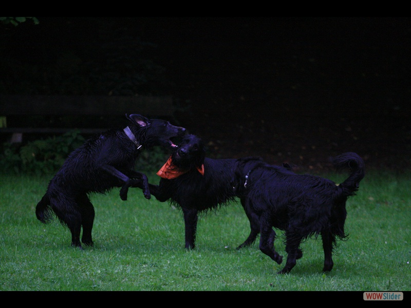 Welpentreffen 21-9-14 (108)