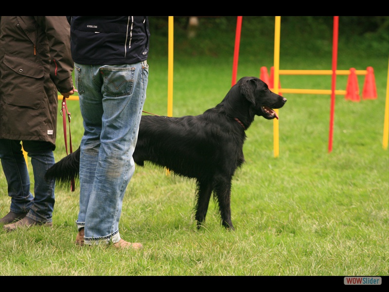 Welpentreffen 21-9-14 (44)