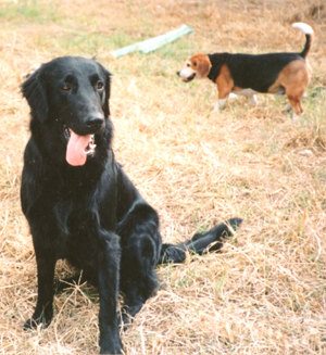 Angus und Monti