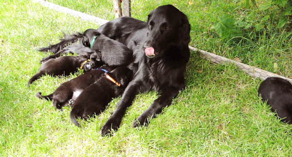 Wurf Sommer 2024 - Flat-Coated Retriever Welpen
